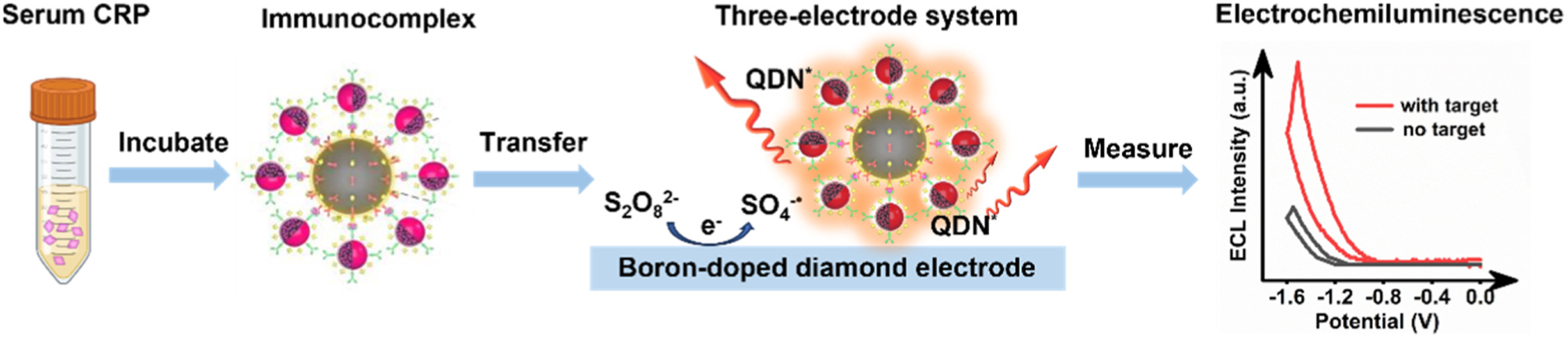 Biosensors and Bioelectronics | C反应蛋白的超灵敏阴极电化学发光免疫新策略