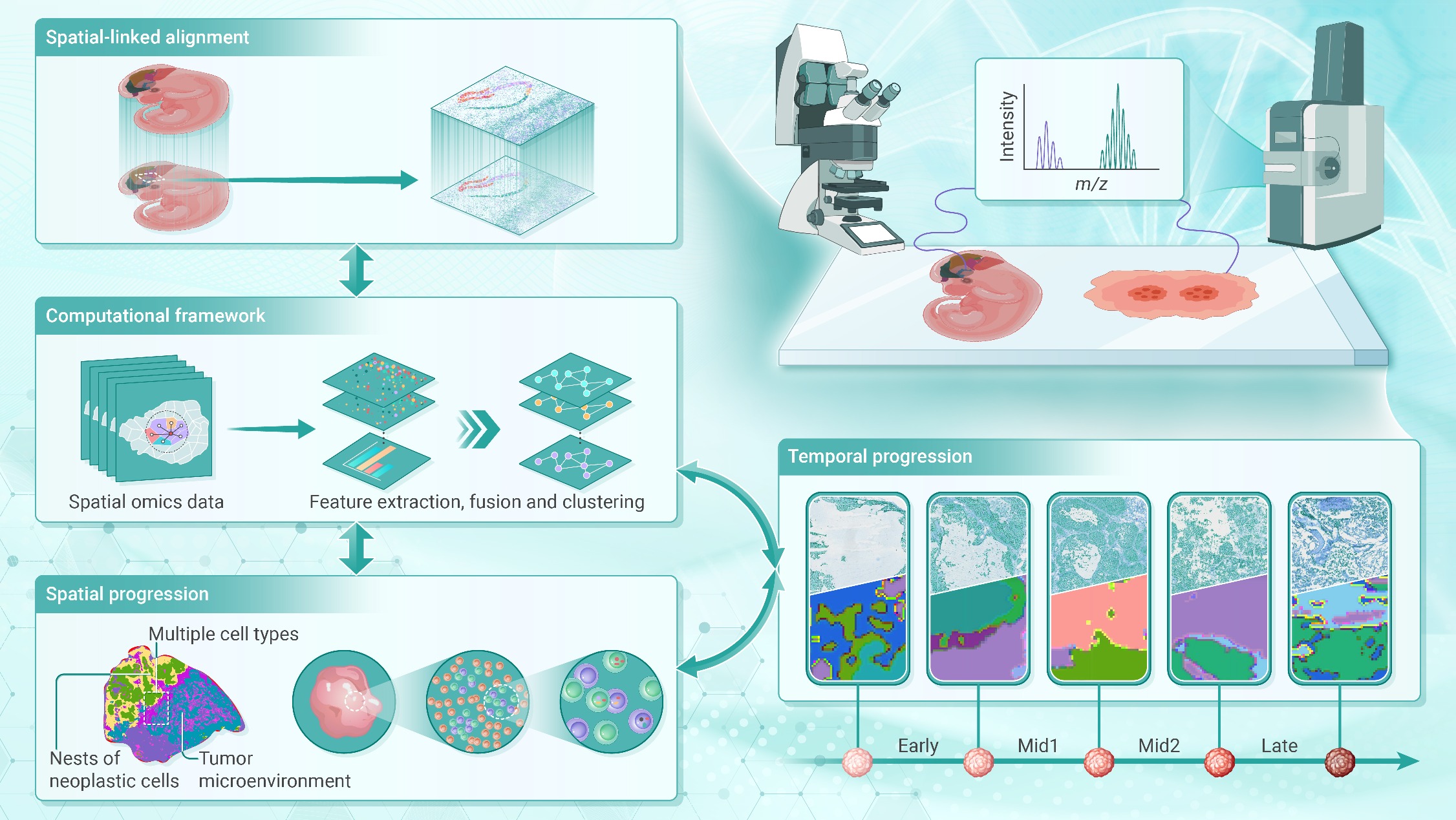 The Innovation Medicine | 空间多组学融合：细胞和亚器官空间分析的新视角