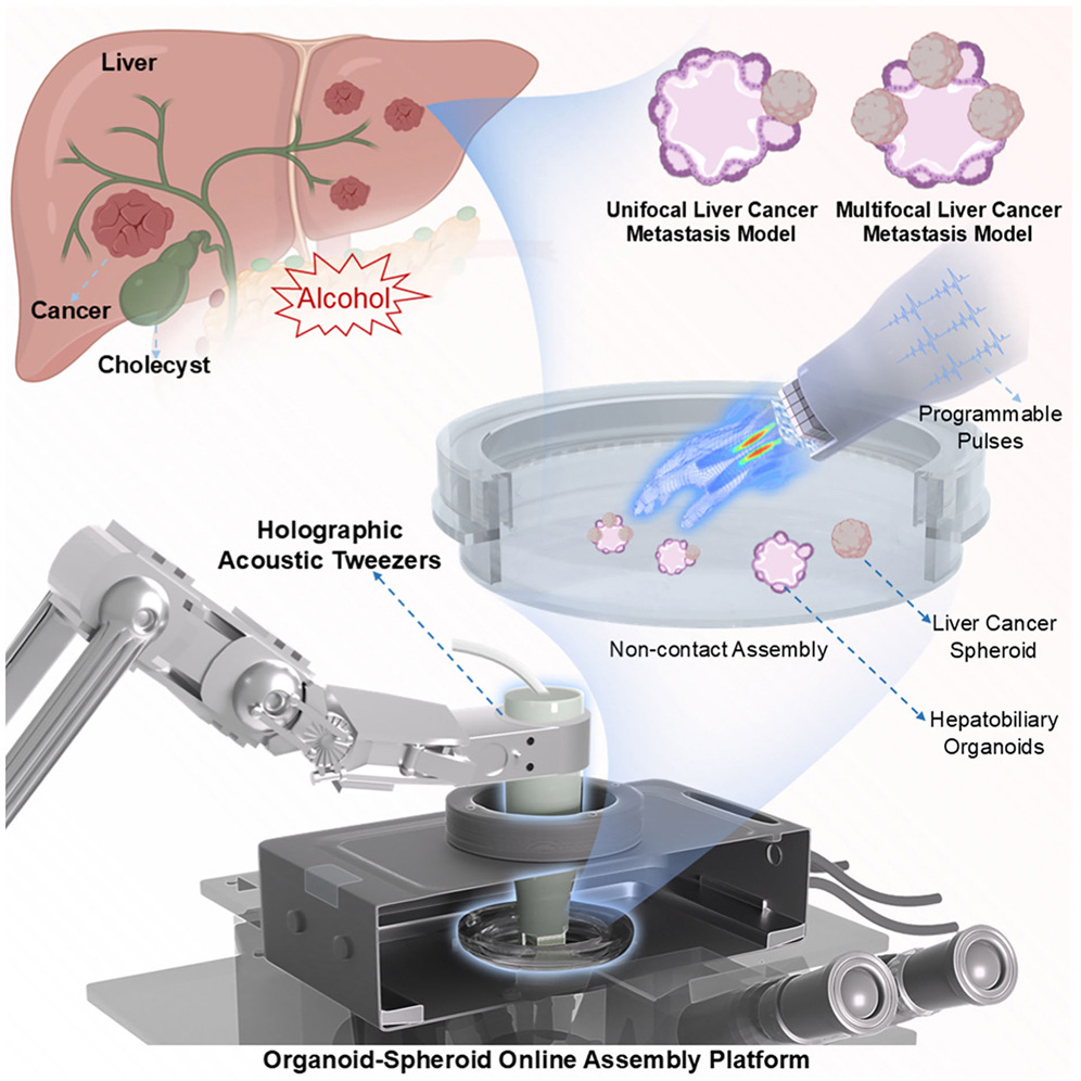 Cell Reports Physical Science | 全息声镊引导下肝癌细胞球向肝胆类器官转移模型的构建