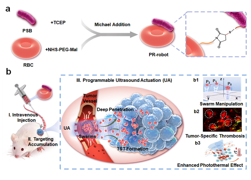 Trends in Biotechnology | 超声“指挥官”下的细菌-细胞生物机器人：深层渗透开启药物递送新篇章