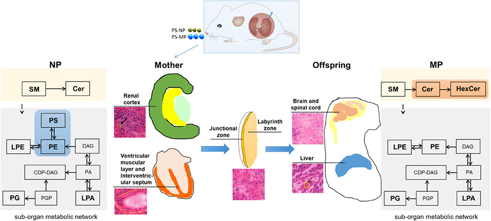 ACS Nano | 空间代谢组学揭示微塑料孕期暴露引发多器官代谢重塑